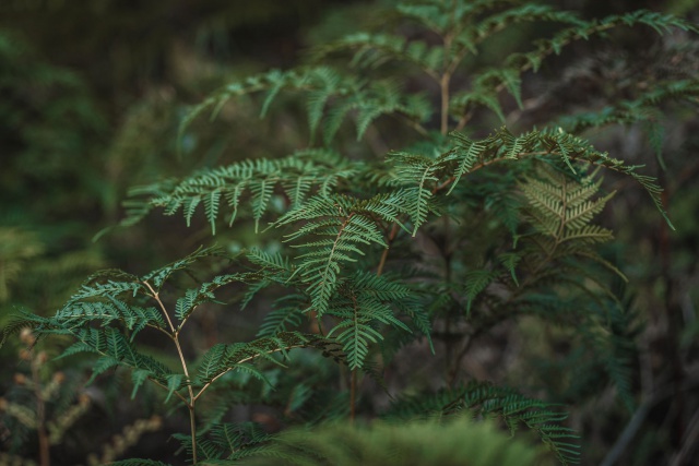 Green fern